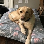 Fundraising Page: Jessica Bertram